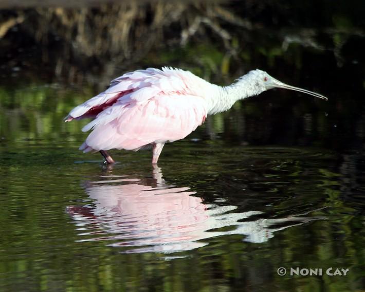 Roseate Spoonbill