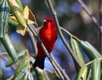 IMG_4723Summer Tanager