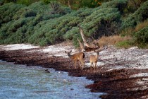 IMG_4753KeyDeer