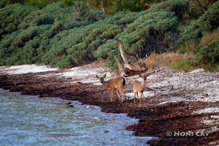 IMG_4753KeyDeer