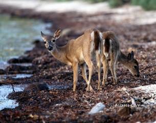 IMG_4759keydeer