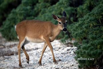 IMG_4802KeyDeer