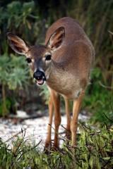 IMG_4814KEYDEER