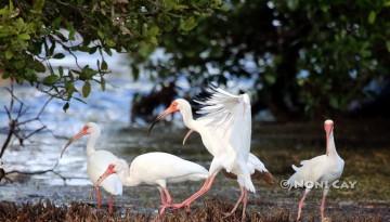 IMG_4861Ibises