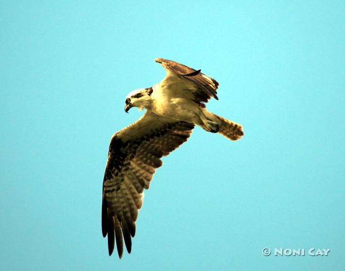 The Sea Eagle in Flight