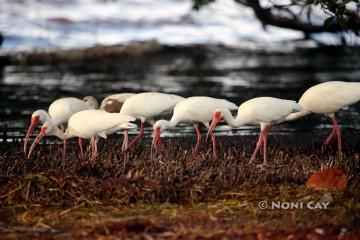 IMG_4880Ibises