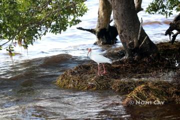 IMG_4883Ibis