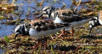 Ruddy Turnstones