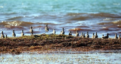 IMG_5030 A Dayat theBeach for Sandpipers At The BeacH