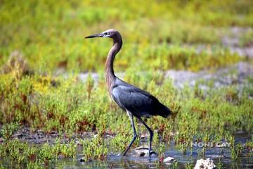 IMG_5061Egret Reddish Egret