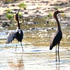 IMG_5075Egrets