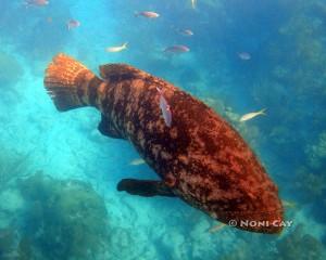 DSC01648AtlanticGoliathGrouper