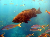 DSC01845Goliath Grouper