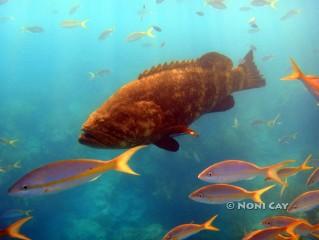 DSC01845Goliath Grouper