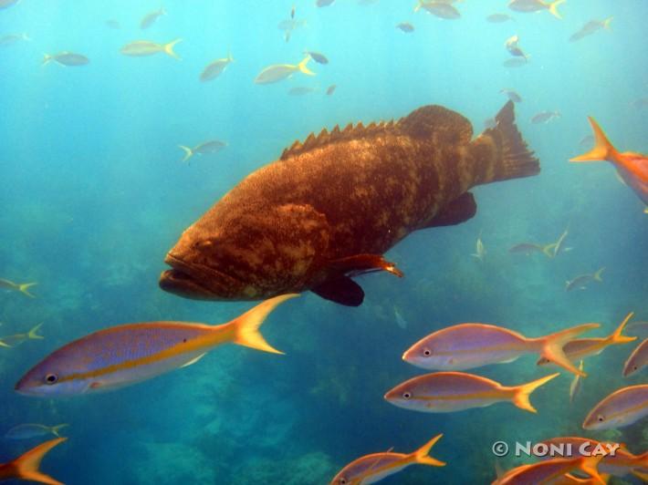 DSC01845Goliath Grouper