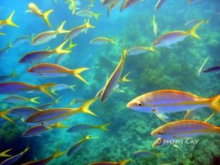 DSC01863.Yellowtail Snappers