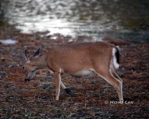 Pregnant Key Deer