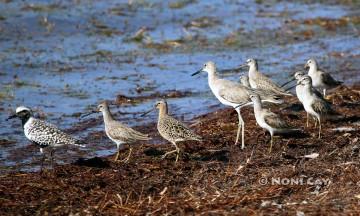 IMG_5216ShoreBirds