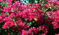 IMG_5262Bougainvillea