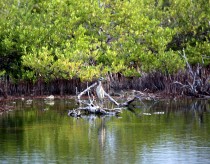 IMG_5414marsh