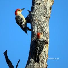 IMG_5467Red-bellied Woodpeckers Red-bellied Woodpecker