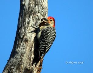 IMG_5477Red-bellied Woodpecker