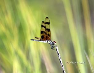 IMG_5484Dragonfly