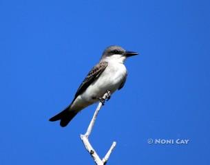 IMG_5510Shrike Mockingbird