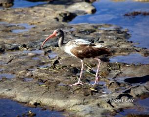 IMG_5513Immature Ibis