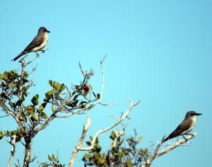 IMG_5520mockingbirds