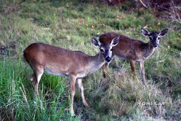 IMG_5610KeyDeer