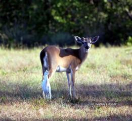 IMG_5621CattkeEgretandDeer