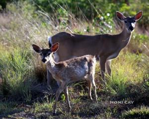 IMG_5633Deer