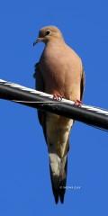 IMG_5651MourningDove