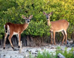 IMG_5746PortPinesDeer