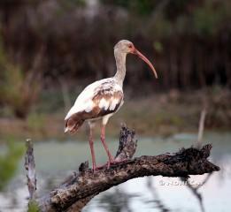 IMG_5754 Immature Ibis