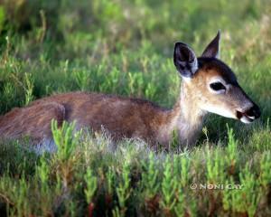 IMG_5762Deer