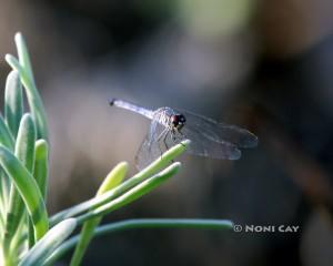 IMG_5793Dragonfly