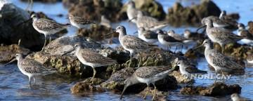 IMG_5832ShoreBirds