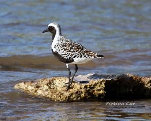 IMG_5856ShoreBird Black-bellied Plover