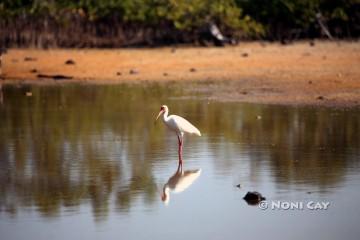 IMG_5870Ibis