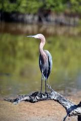 IMG_5878ReddishEgret Reddish Egret