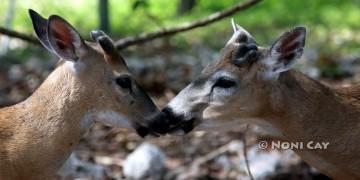 IMG_5988Deer