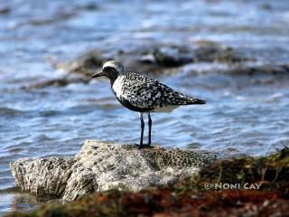 IMG_6083PloveronCoral Black-bellied Plover