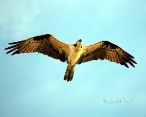 IMG_6112Osprey Sea Eagle