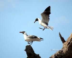 IMG_6129LaughingGulls Laughing Gulls Mating