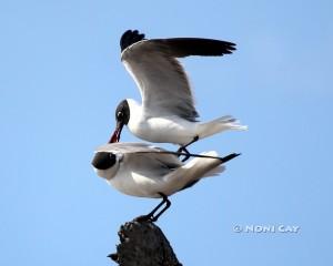 IMG_6130gullsmating