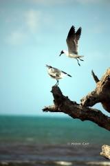 IMG_6132Gulls