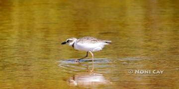 IMG_6165Killdeer