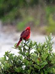 IMG_6191Cardinal